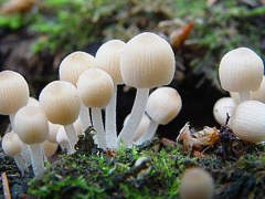 http://www.fungomoscow.ru/images/11coprinus-4.jpg