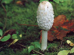 http://www.fungomoscow.ru/images/11coprinus.jpg