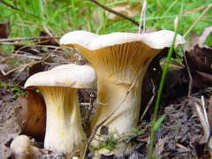 http://www.fungomoscow.ru/images/2lisichki.jpg