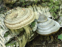 http://www.fungomoscow.ru/images/4trutovik.jpg