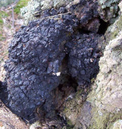 http://www.fungomoscow.ru/images/14chaga-1.jpg