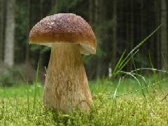 http://www.fungomoscow.ru/images/15boletus-1.jpg