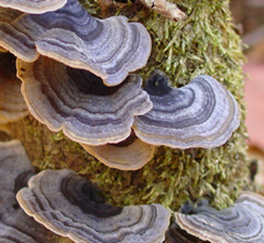 http://www.fungomoscow.ru/images/t_versi.jpg