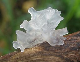 http://www.fungomoscow.ru/images/items/gribinfo/Tremella_fuciformis_Berk.jpg